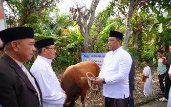 Luwu Sebar 2.381 Hewan Kurban, Bupati Tekankan Nilai Kebersamaan