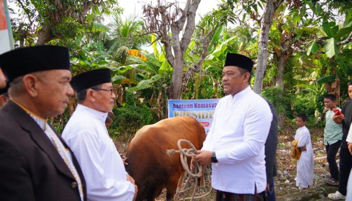 Luwu Sebar 2.381 Hewan Kurban, Bupati Tekankan Nilai Kebersamaan