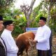 Luwu Sebar 2.381 Hewan Kurban, Bupati Tekankan Nilai Kebersamaan