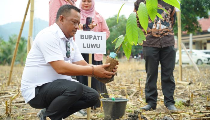 Bupati Luwu Pastikan Pendampingan Petani hingga Hilirisasi Kakao